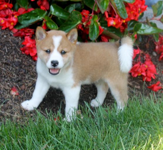 Home Raised Shiba Inu Puppies Image eClassifieds4u