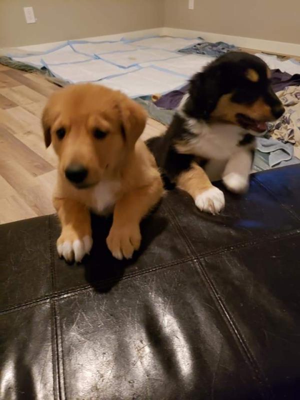Puppies Image eClassifieds4u