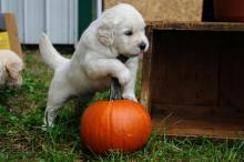 Adorable male and a female Golden Retriever puppies available