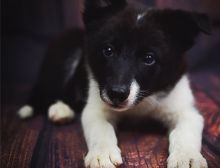 Adorable male and female border collie puppies