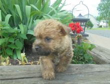 Amazing male and female Cairn Terrier puppies