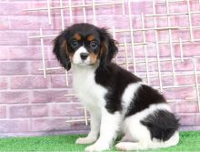 Amazing Male and female Cavalier King Charles puppies