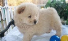 Charming male and female Chow Chow Puppies Available