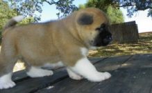 Cute and lovely Male and Female Akita puppies.