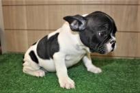 Cute and lovely trained French Bulldog puppies