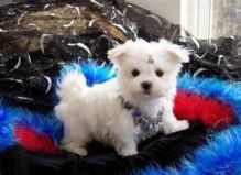Gorgeous male and female Maltese puppies