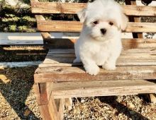 Maltese puppies available