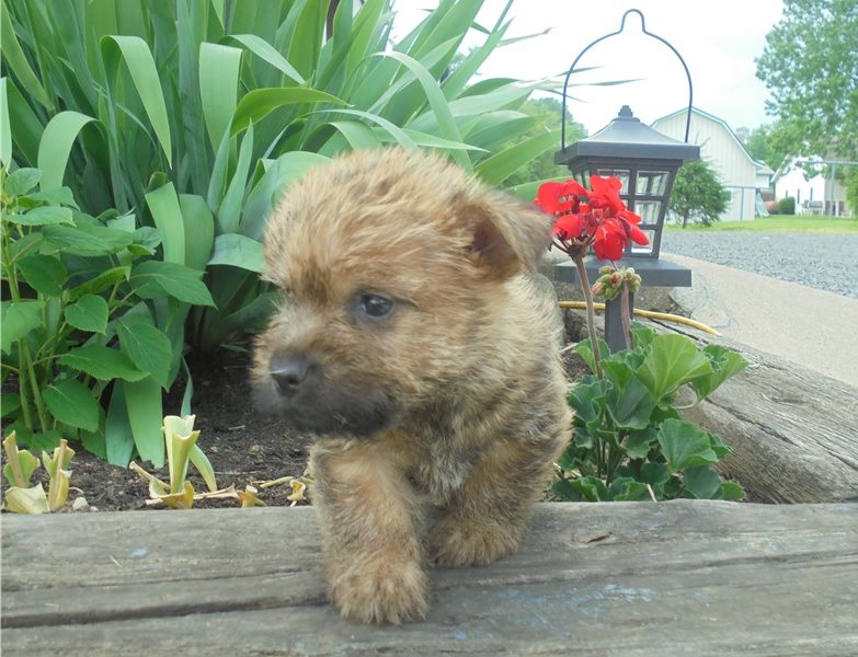 Amazing male and female Cairn Terrier puppies Image eClassifieds4u