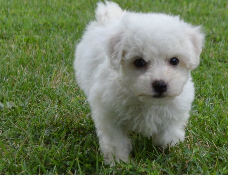 Charming Bichon Frise puppies available. Image eClassifieds4u