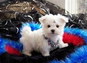 Gorgeous male and female Maltese puppies Image eClassifieds4u