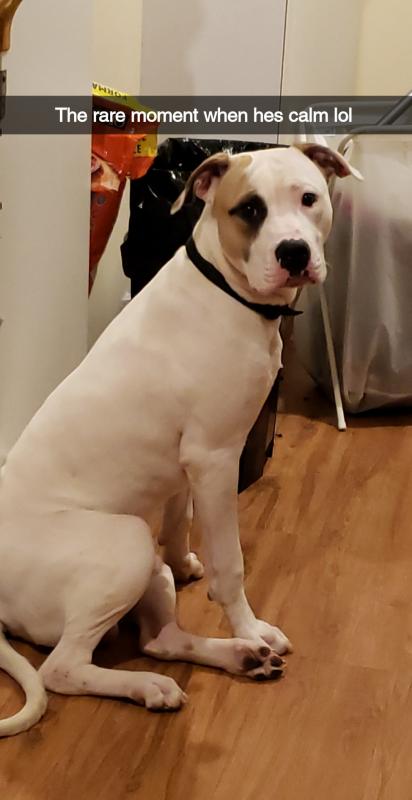 Handsome Boy needs forever home . Image eClassifieds4u