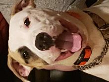 Handsome Boy needs forever home . Image eClassifieds4u 2