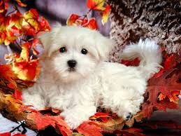 Sweet Maltese Puppies For Adoption Image eClassifieds4u