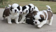 Accommodating St Bernard puppies Available