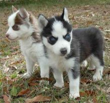 Adorable Male and female Siberian Husky puppies.