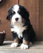 Bernese Mountain Dog Puppies CKC Available For Good Homes