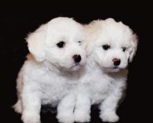 Bichon Frise Beautiful Puppies For Adoption