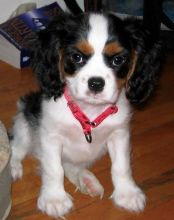 Cavalier King Charles Spaniel Puppies for Adoption