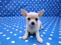 Cute and adorable male and female Chihuahua puppies