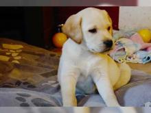 Cute male and female Labrador Retriever puppies for adoption