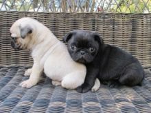 Cute Pug puppies Available ,
