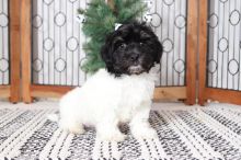 Havanese Stunning Pure Bred Puppies! Ckc Registered