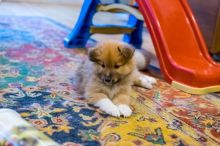 Icelandic Sheepdog Two Sweet Puppies Ckc Reg