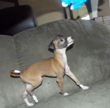 Italian Greyhound Puppies Ckc Reg. Available