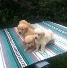 Registered Golden Retriever Puppies Available