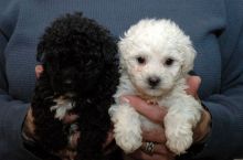 Saint Bernard puppies for home adoption