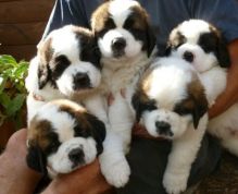 st bernard puppies Available
