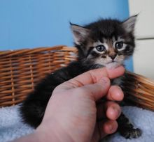 Super adorable Siberian kittens