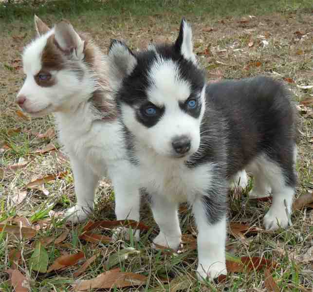 Adorable Male and female Siberian Husky puppies. Image eClassifieds4u