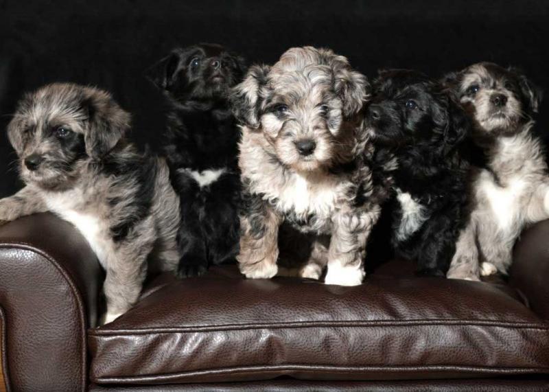 Cute Aussiedoodle Puppies Available Image eClassifieds4u