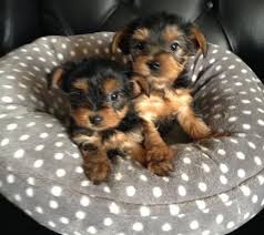 Teacup Yorkie Puppies Available Image eClassifieds4u