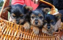 Adorable Male and Female Yorkshire Terrier Puppies