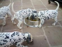 Beautiful Dalmatian Puppies available