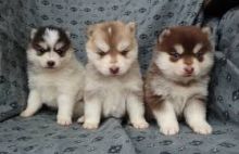 Beautiful Pomsky Puppies Available