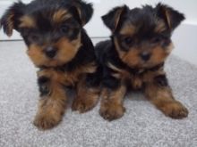 Beautiful yorkshire terrier puppies available now