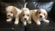 Cute Cavachon Puppies Available