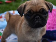 CUTE MALE AND FEMALE PUG PUPPIES