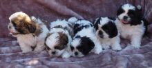 Cute Shih Tzu Puppies Ready