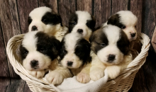 St. Bernard male and female