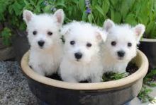 West Highland Terrier Puppies Available,