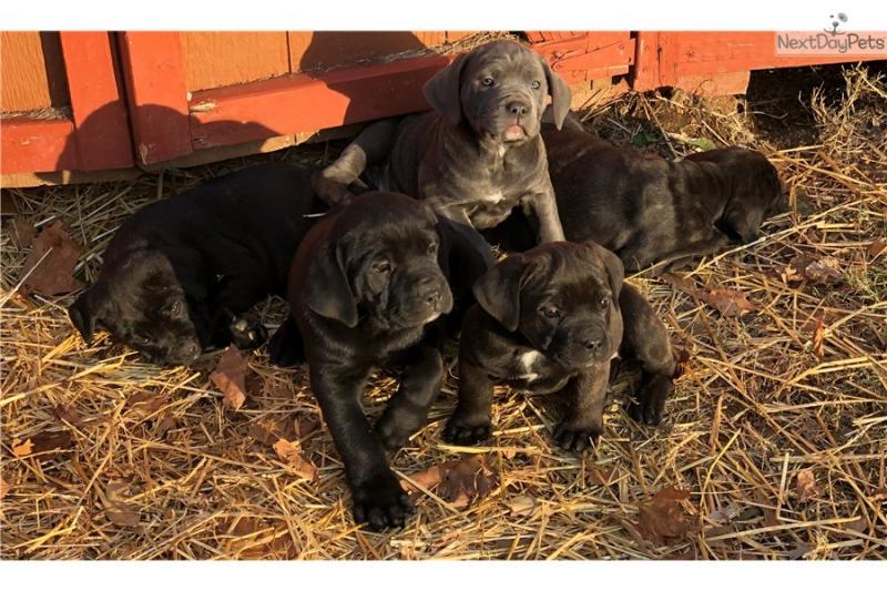 Beautiful Cane Corso puppies male and female Available Image eClassifieds4u