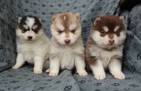 Beautiful Pomsky Puppies Available Image eClassifieds4u
