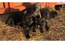 Beautiful Cane Corso puppies male and female Available Image eClassifieds4U