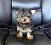 Beautiful yorkshire terrier puppies available now Image eClassifieds4u 2