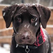 Chocolate lab puppies, registered purebred, 4 year health guarantee.