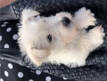 registered scottish terrier puppies,